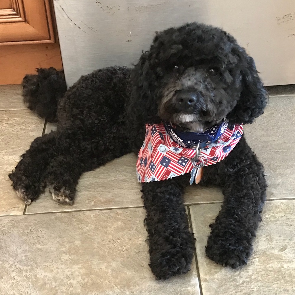 Meet your Posher, Silvia